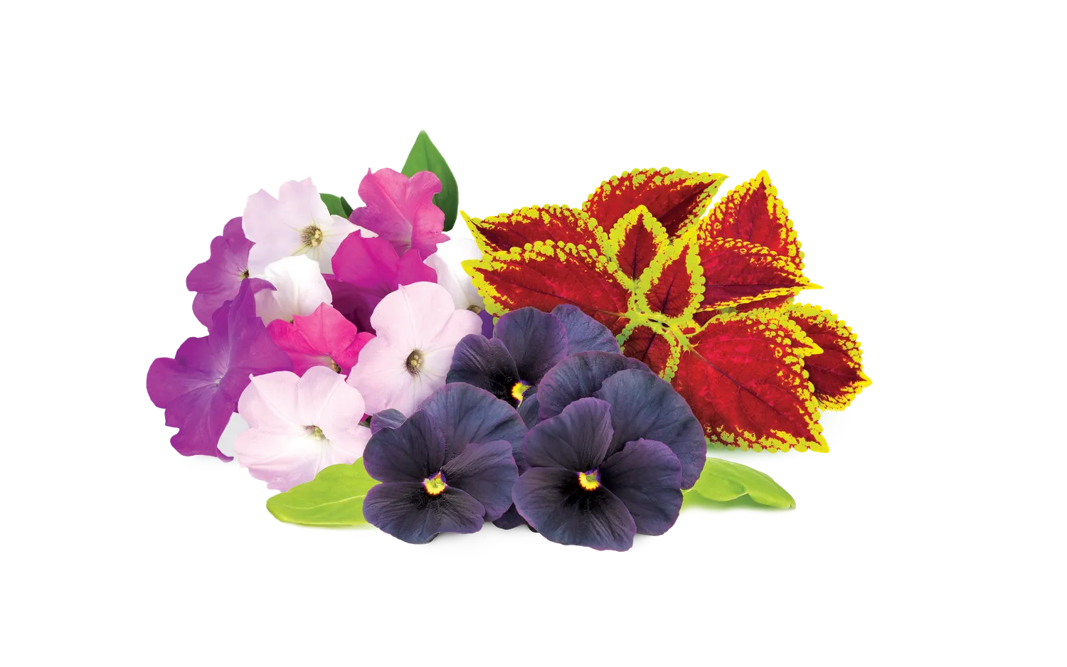 Click and Grow Vibrant Flower Mix κάψουλες 9 τεμ λουλούδια