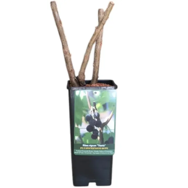 MyAgroMarket Noir de Bourgogne φυτό μαύρο φραγκοστάφυλο 1,5lt ανθεκτικό
