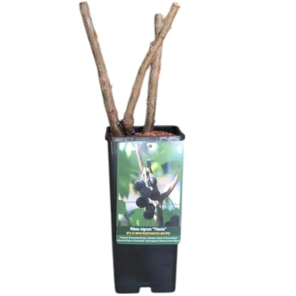 MyAgroMarket Noir de Bourgogne φυτό μαύρο φραγκοστάφυλο 1,5lt ανθεκτικό