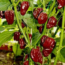 MyAgroMarket Πιπεριά Habanero Chocolate Σπόροι 0,08gr