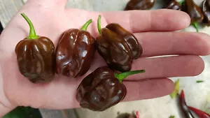 MyAgroMarket Πιπεριά Habanero Chocolate Σπόροι 0,08gr