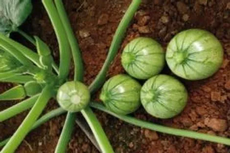 MyAgroMarket Brice F1 σπόροι κολοκυθιού στρογγυλού 1000 σπόροι