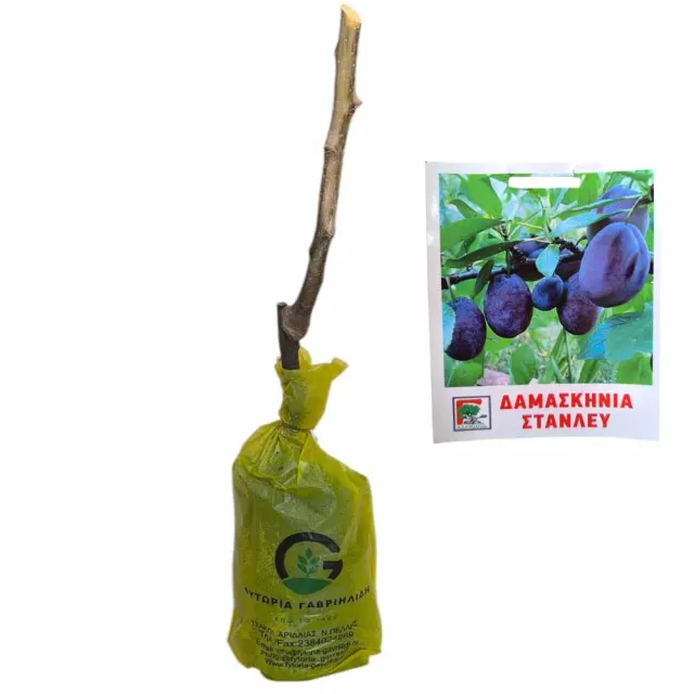 MyAgroMarket Δαμασκηνιά Stanley δέντρο εμβολιασμένο παραγωγικό