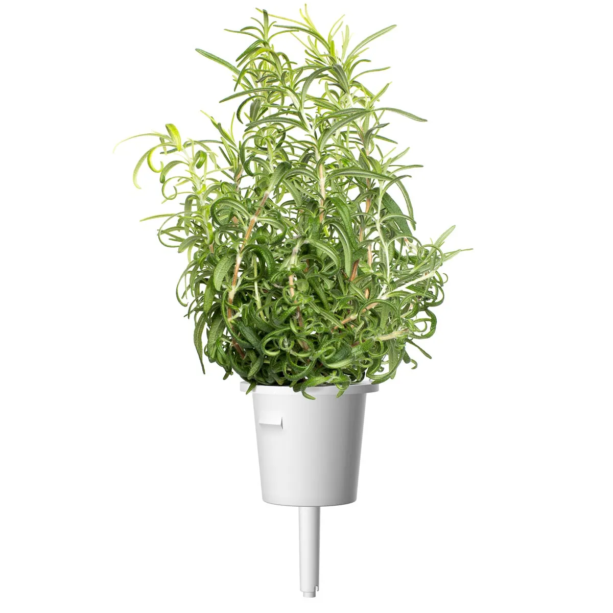 Click and Grow Rosemary κάψουλες φυτών 3-pack αρωματικό