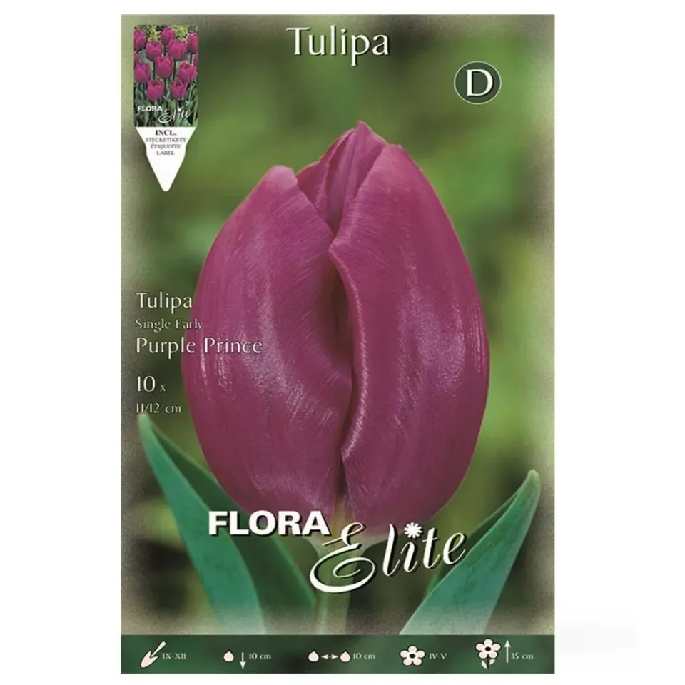 MyAgroMarket Purple Prince τουλίπα βολβοί 10 τεμ 11/12