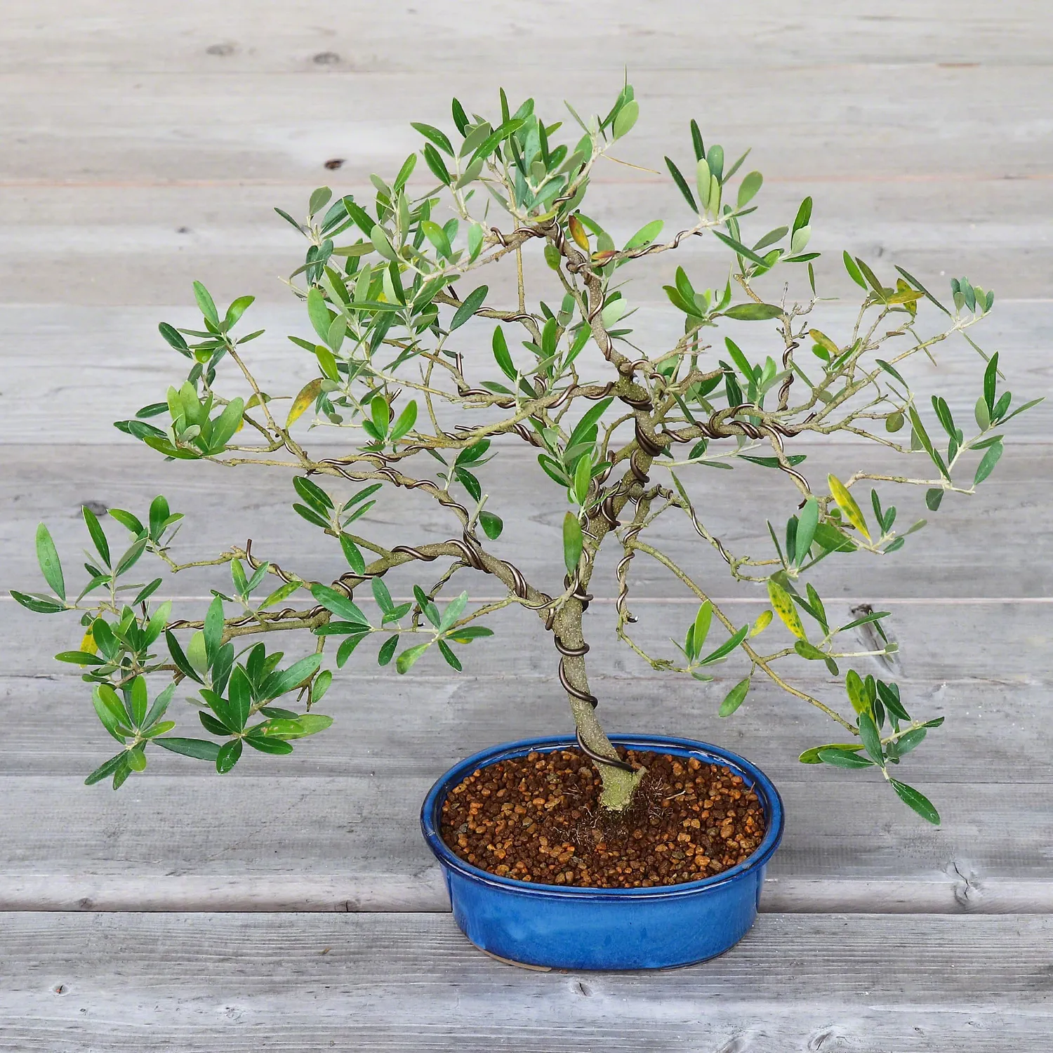 Wazakura Banko Οβάλ Γλάστρες Bonsai 2τμχ Namako Blue