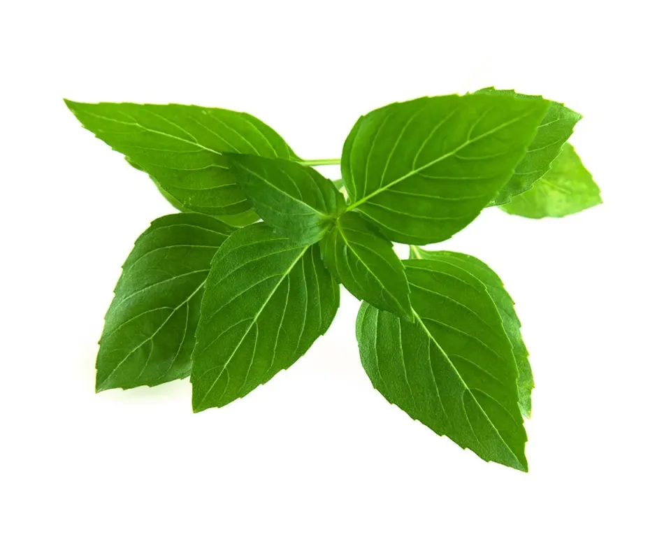 Click and Grow Thai Basil κάψουλες φυτών 3 τεμαχίων γλυκό
