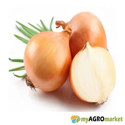 MyAgroMarket Rambo σπόροι κρεμμυδιού ξανθό 500gr