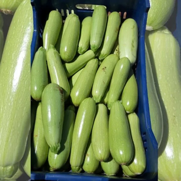MyAgroMarket Claro F1 σπόροι κολοκυθιού 10 σπόροι πρώιμοι