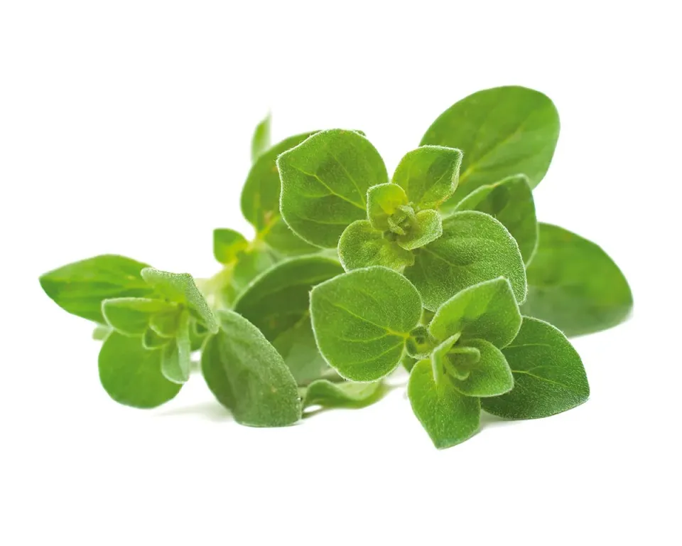 Click and Grow Ρίγανη κάψουλες φυτών 3 τεμ μεσογειακή