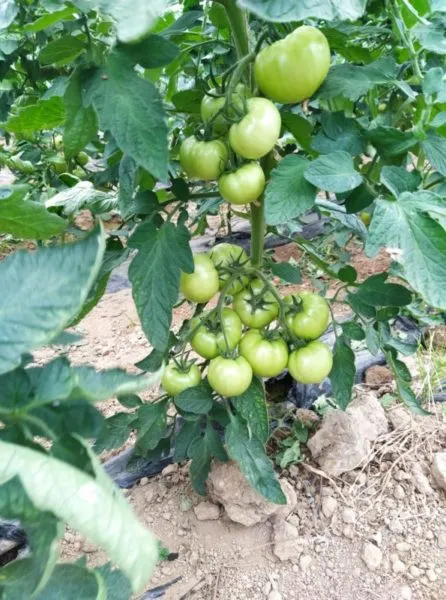 Grow Well Power λίπασμα καρπόδεσης 1lt βορίου ψευδαργύρου