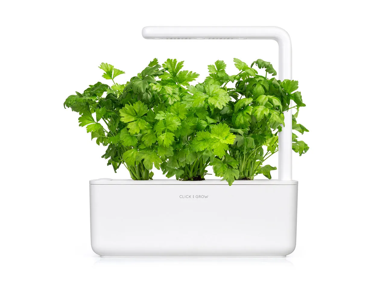 Click and Grow Σέλινο κάψουλες φυτών 3 τεμαχίων φυλλώδες