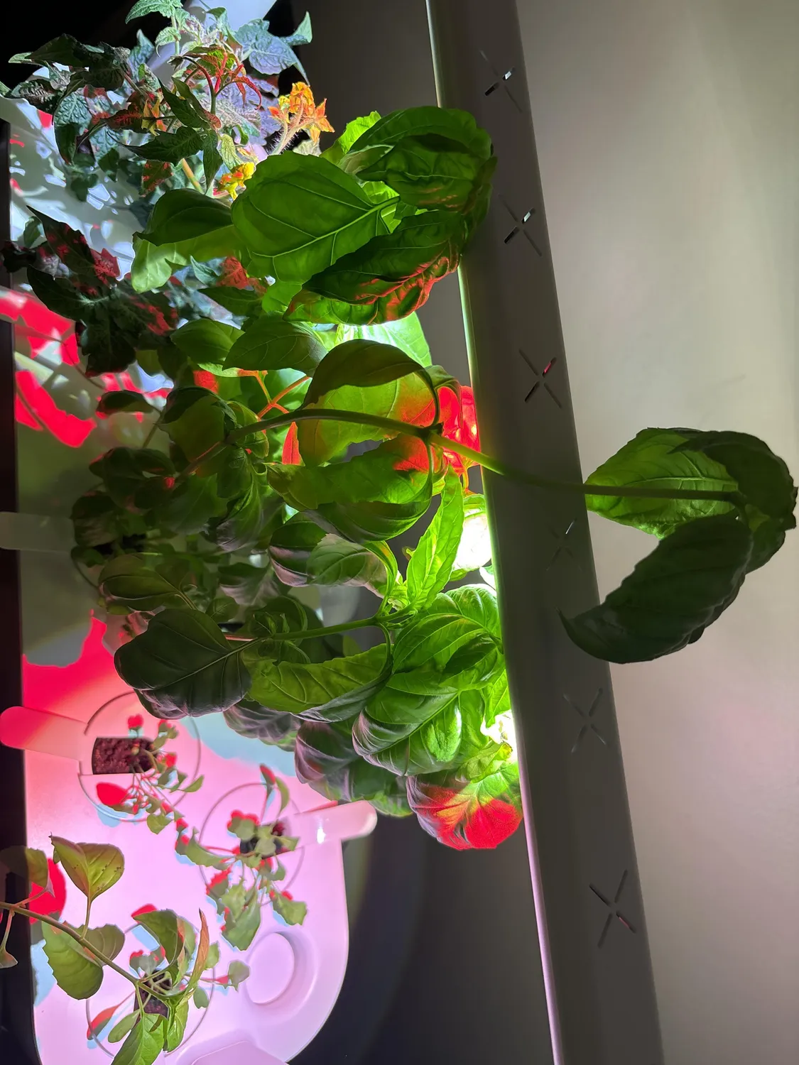 Click and Grow 25 έξυπνος κήπος λευκό συνεχή σοδειά