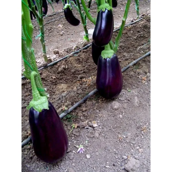 Tasca F1 Μελιτζάνα φλάσκα σπόροι 5gr ανθεκτική