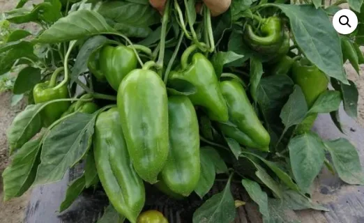 MyAgroMarket Carpel F1 πιπεριά φλωρίνης 10 σπόροι