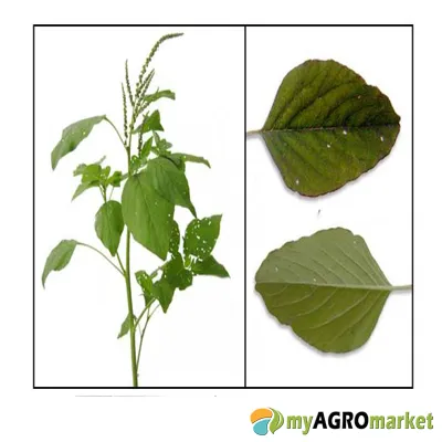 MyAgroMarket βλήτο σπόροι 2gr πολλών κοπών