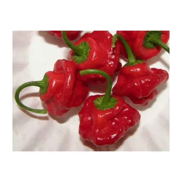 MyAgroMarket Jamaican Rosso σπόροι καυτερής πιπεριάς πολύ καυτερή