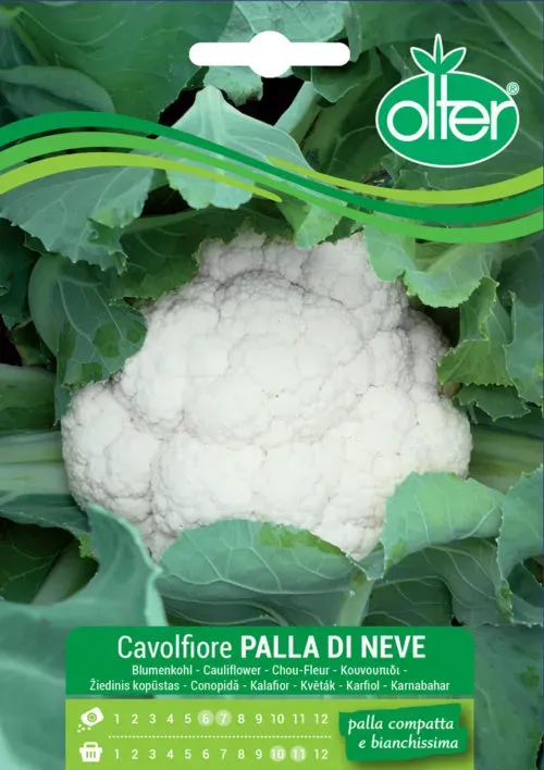 Olter Palla Di Neve σπόρος κουνουπιδιού λευκό
