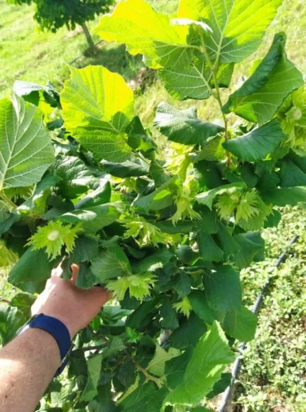 Grow Well Power λίπασμα καρπόδεσης 1lt βορίου ψευδαργύρου