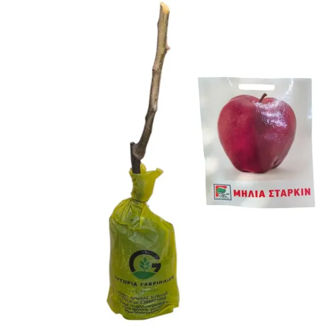 MyAgroMarket Στάρκιν δέντρο μηλιά κόκκινο