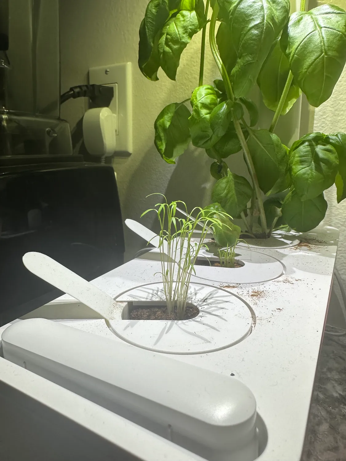 Click and Grow Βασιλικός κάψουλες 30 τεμ για πέστο