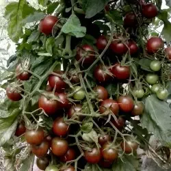 MyAgroMarket Black Cherry σπόροι τοματίνι 20 σπόροι