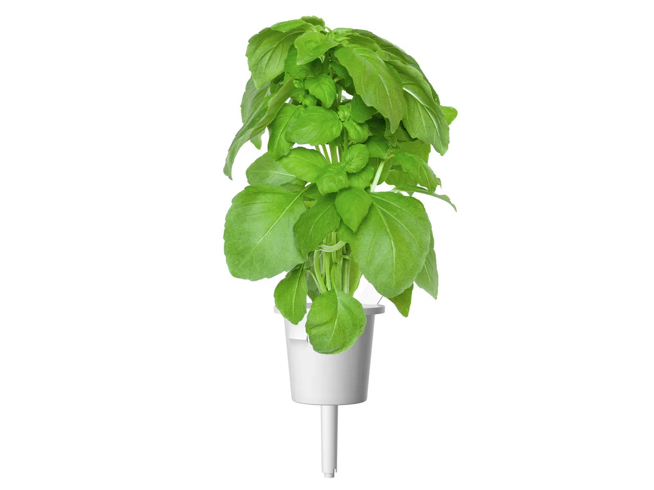 Click and Grow Marseille Basil κάψουλες φυτών 3 τεμ αρωματικός