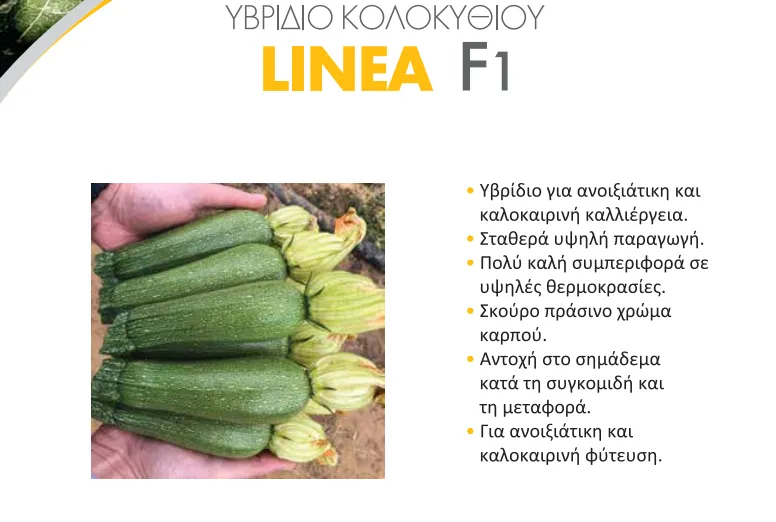 MyAgroMarket Linea F1 500 σπόροι κολοκυθιού πρώιμο
