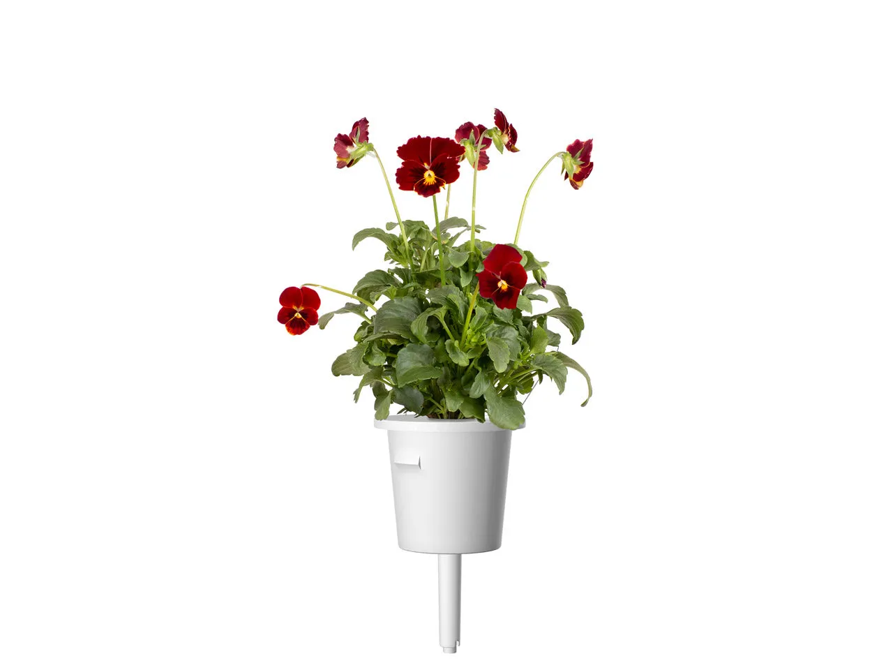 Click and Grow Πανσές κάψουλες λουλουδιών 30 τεμαχίων κόκκινο