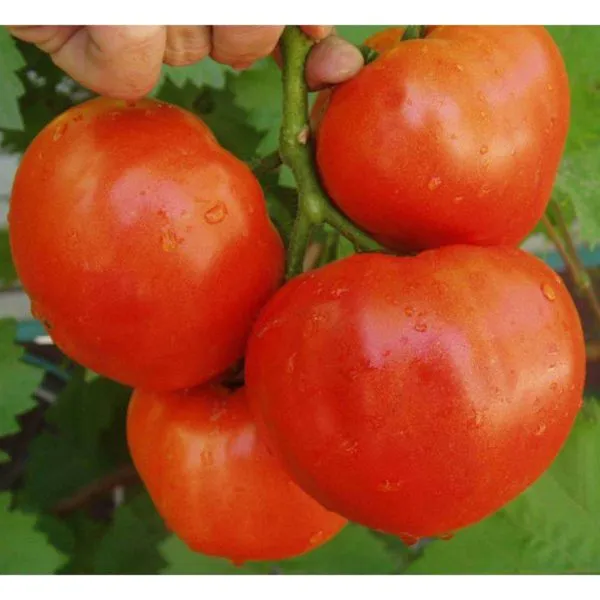 MyAgroMarket Τομάτα Amati F1 σπόροι 10 τεμ μεγαλόκαρπη