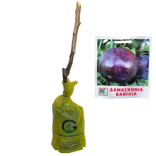 MyAgroMarket Friar δαμασκηνιά βανίλια δέντρο ημινάνο