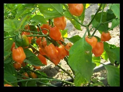 MyAgroMarket Habanero Arancio σπόροι καυτερής πιπεριάς 0,06gr πορτοκαλί
