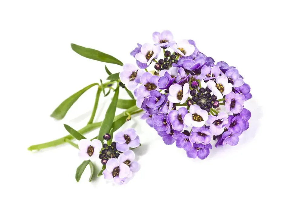 Click and Grow Sweet Alyssum κάψουλες φυτών 3 τεμ αρωματικό