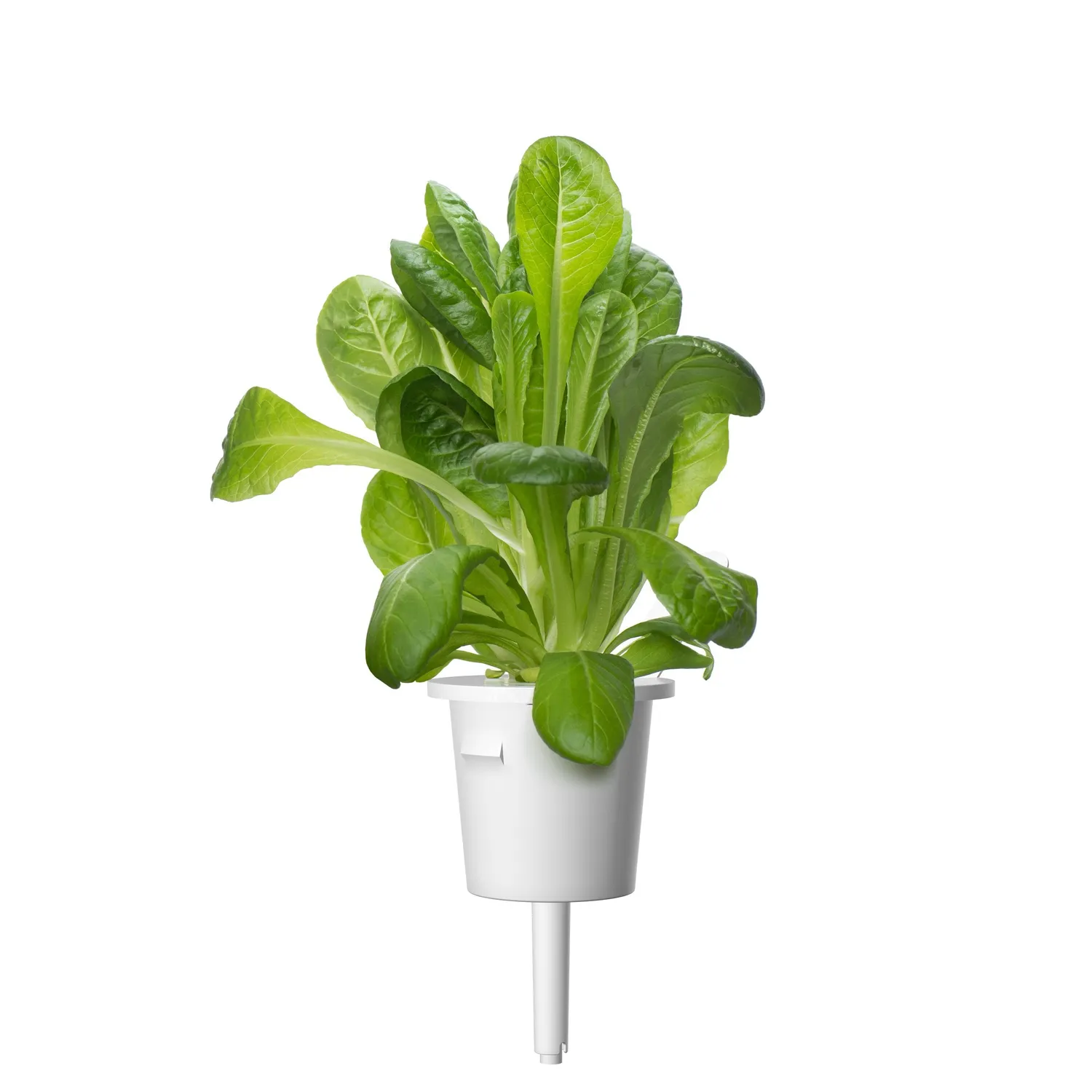 Click and Grow Romaine Lettuce κάψουλες 30 τεμάχια