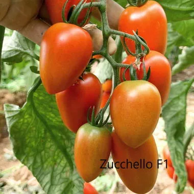 MyAgroMarket Zucchello F1 σπόροι τοματίνι 1000 τεμ γλυκό