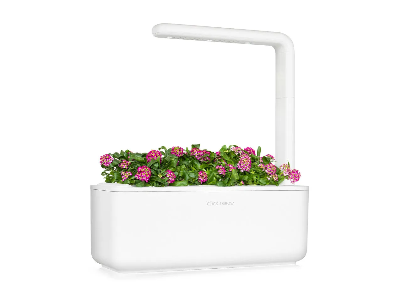 Click and Grow Sweet Alyssum κάψουλες φυτών 3 τεμ αρωματικό