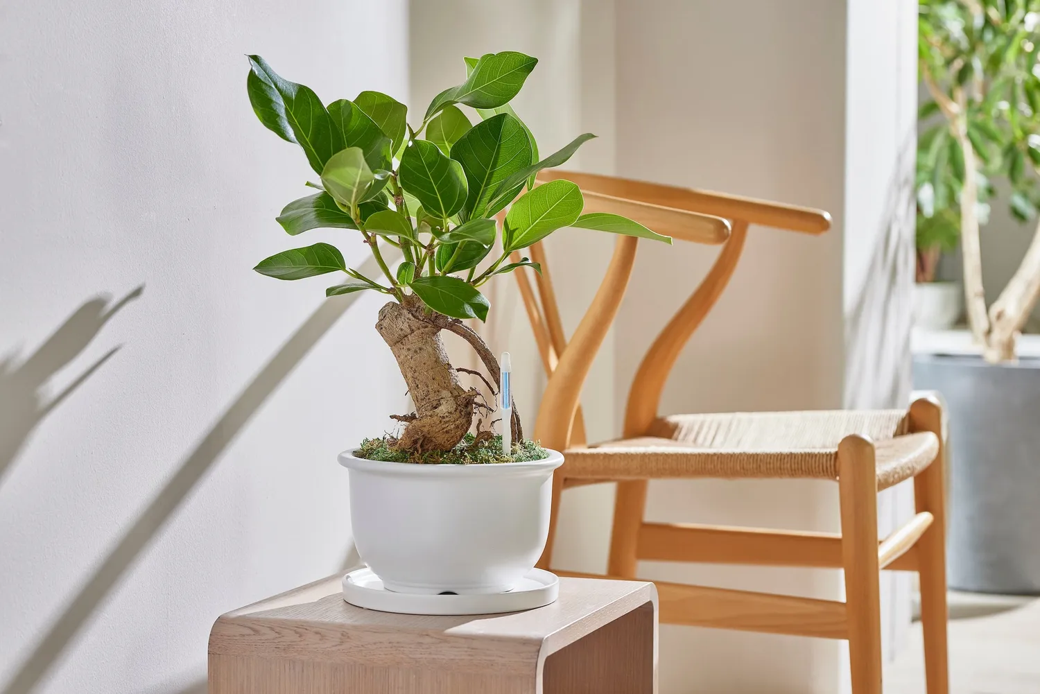 Click and Grow Watering Indicator M δείκτης υγρασίας