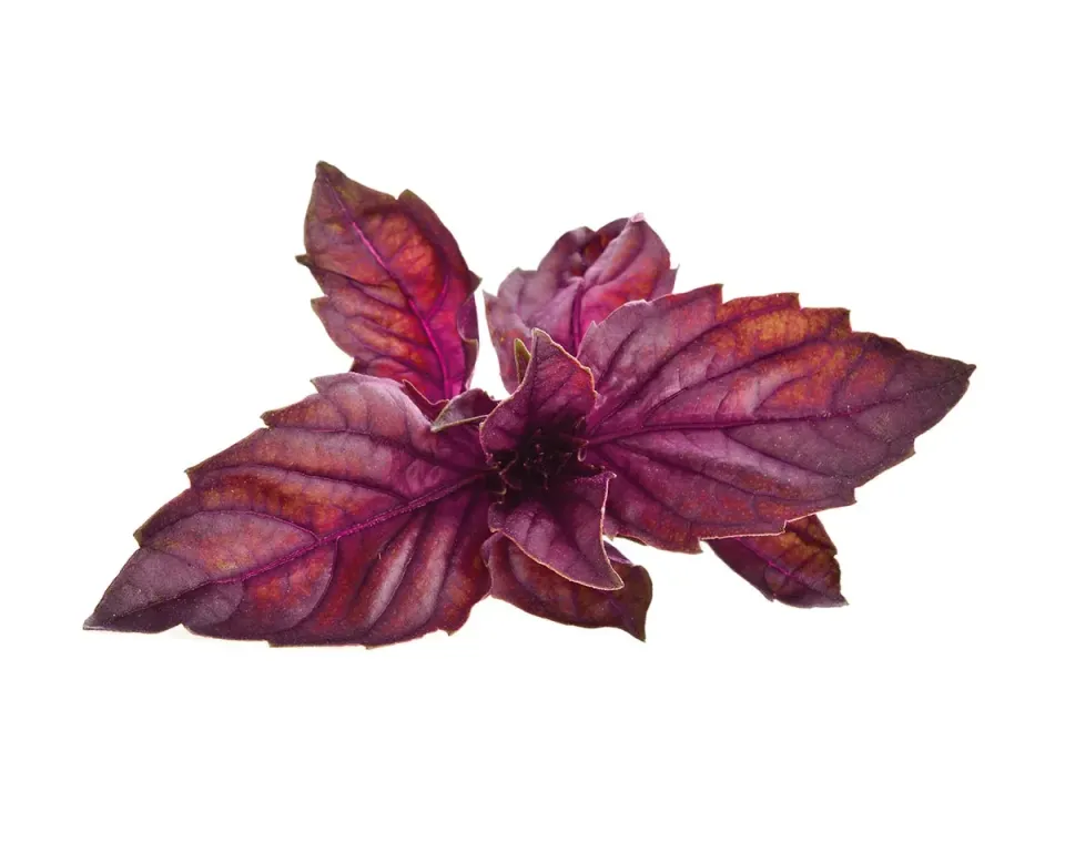 Click and Grow Red Basil κάψουλες βοτάνου 3 τεμάχια