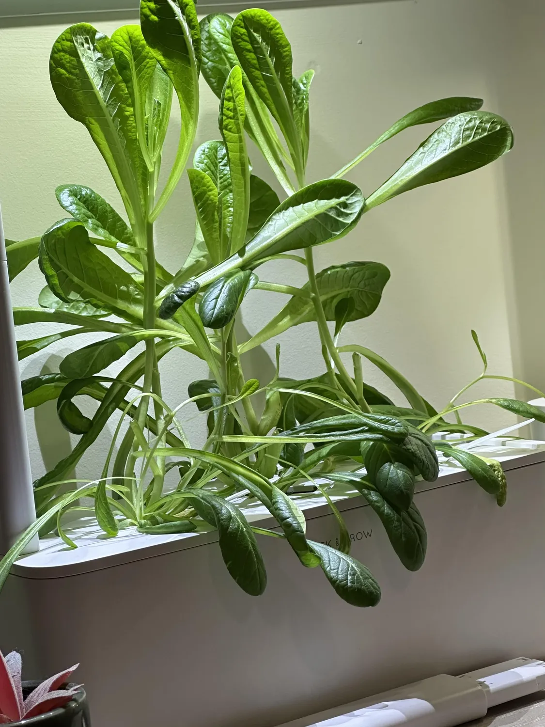 Click and Grow 25 έξυπνος κήπος λευκό συνεχή σοδειά