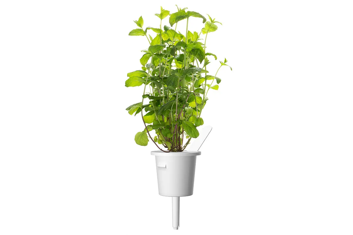 Click and Grow Peppermint κάψουλες βοτάνου 9-pack δροσερό
