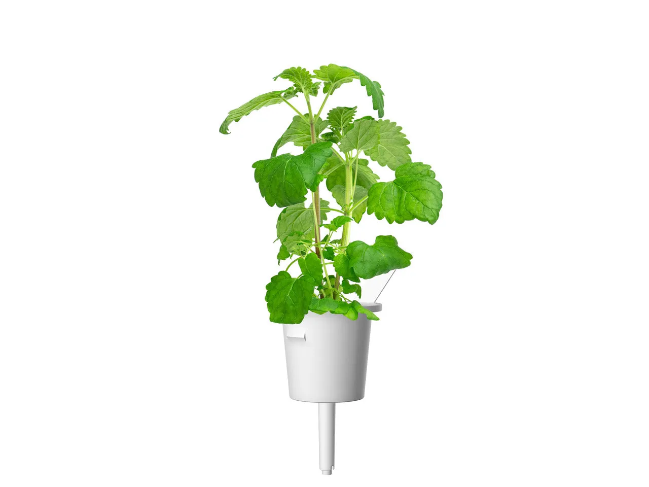 Click and Grow Catnip κάψουλες φυτών 3 τεμ για γάτες