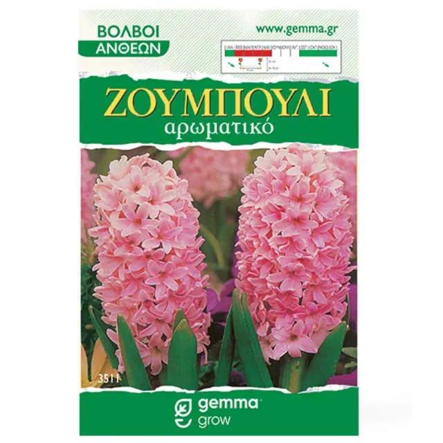 MyAgroMarket Ζουμπούλι Ροζ βολβοί 2 τεμ. αρωματικοί