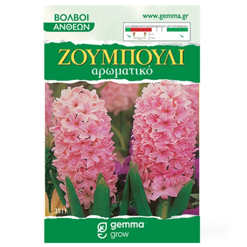 MyAgroMarket Ζουμπούλι Ροζ βολβοί 2 τεμ. αρωματικοί