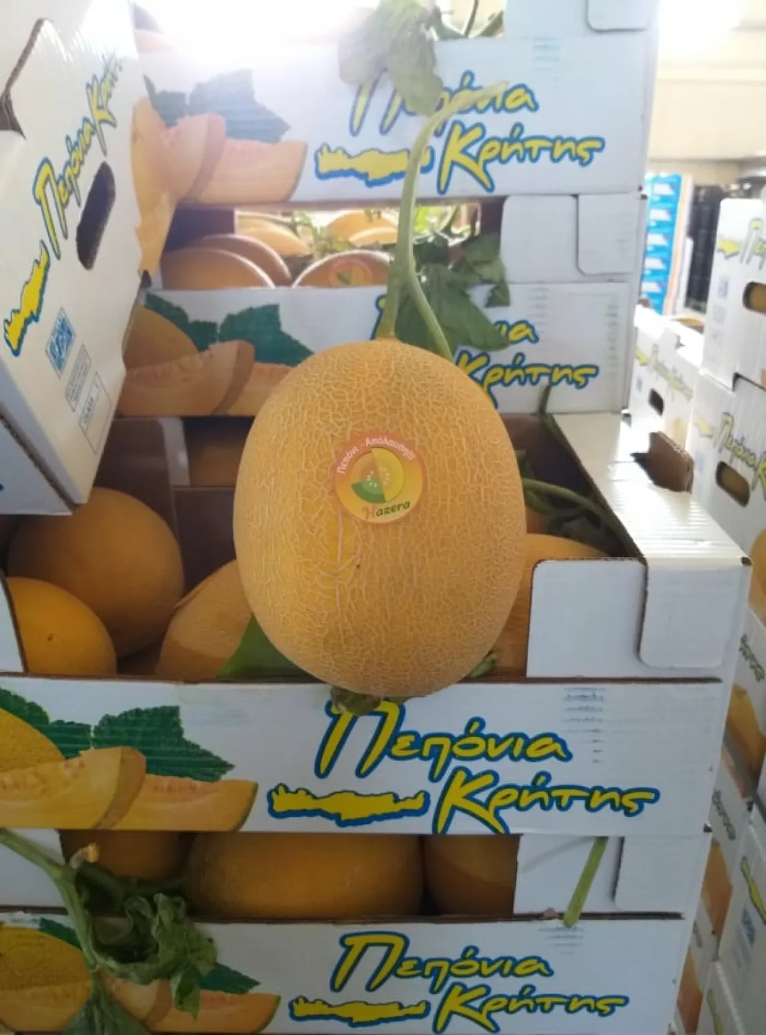 MyAgroMarket Zepo F1 σπόροι πεπονιού 500 τεμ πρώιμο