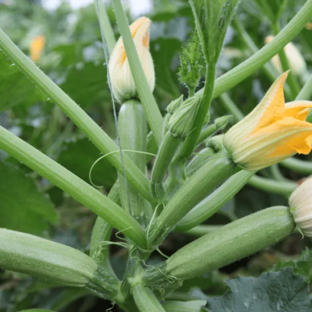 Syngenta Otto F1 σπόροι κολοκυθιού 1000 σπόροι πρώιμο