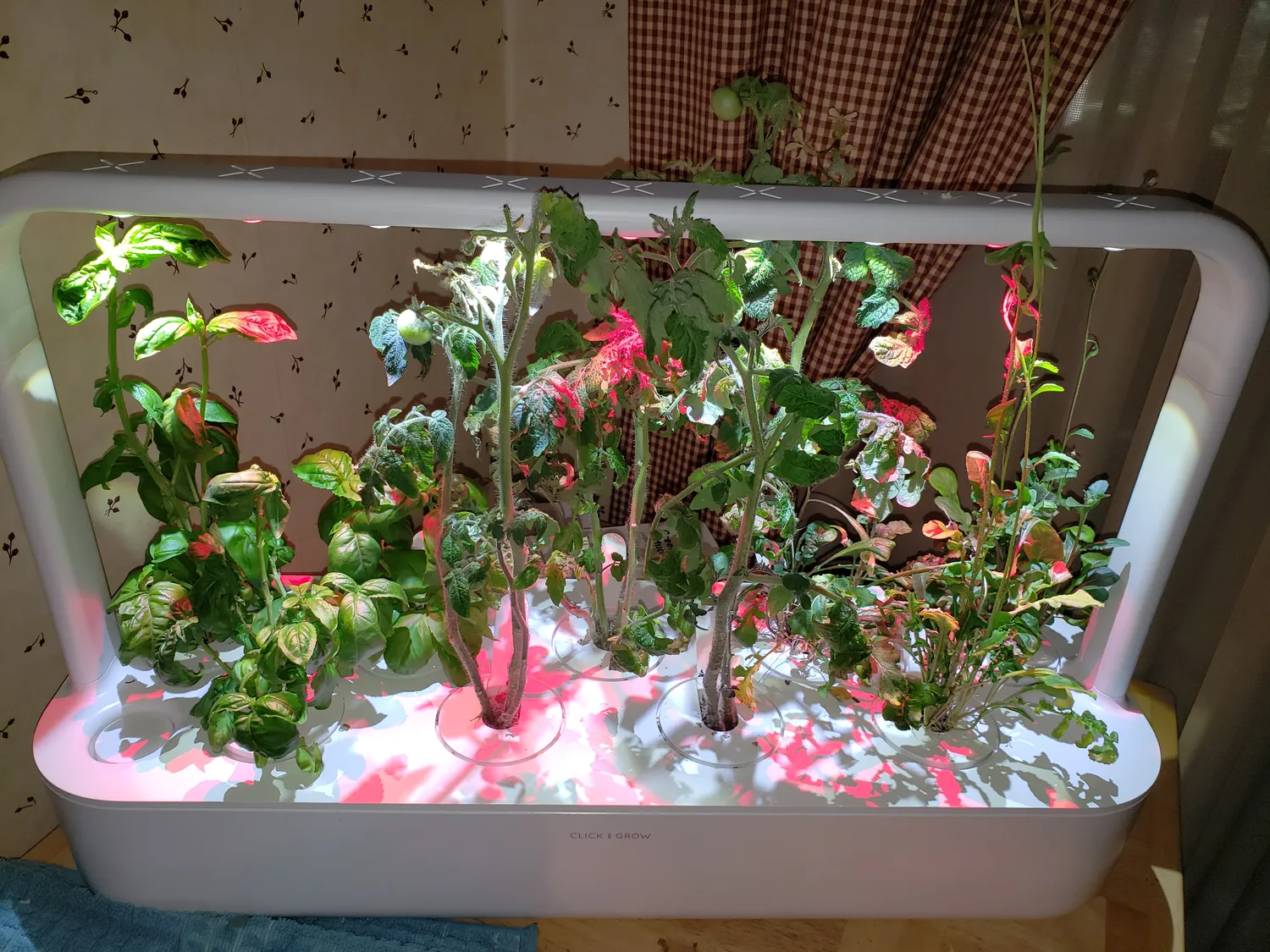 Click and Grow 25 έξυπνος κήπος λευκό συνεχή σοδειά