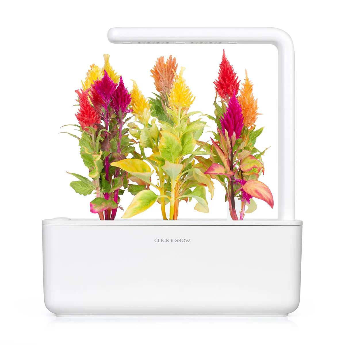Click and Grow Cockscomb κάψουλες φυτών 3-pack ανθοφόρο