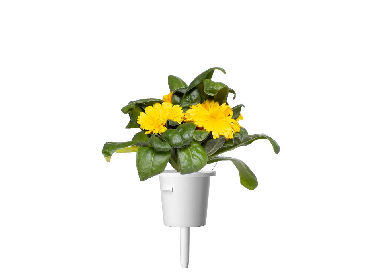 Click and Grow Calendula κάψουλες φυτών 3 τεμαχίων βρώσιμα άνθη