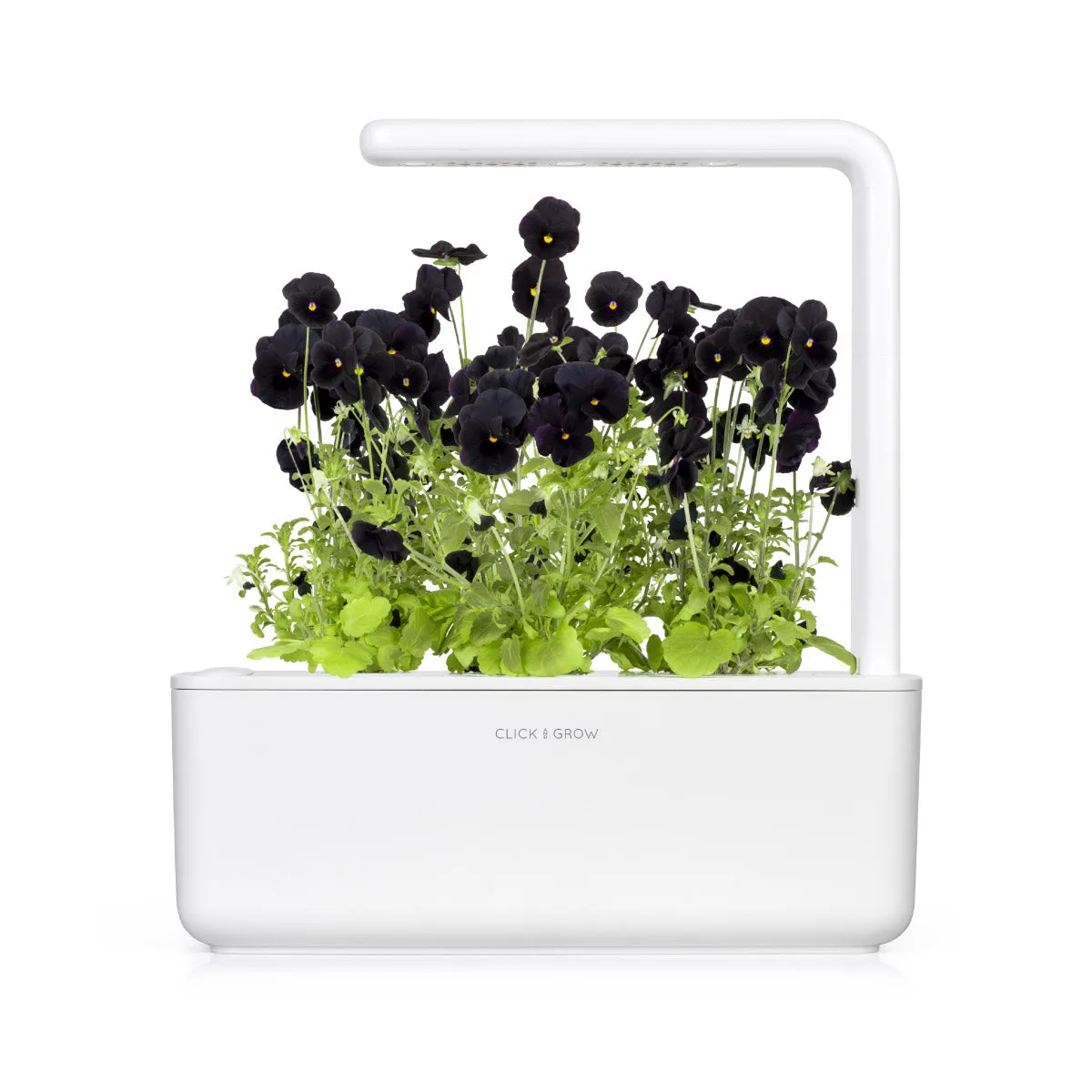 Click and Grow Black Pansy κάψουλες 3 τεμ μαύρος πανσές