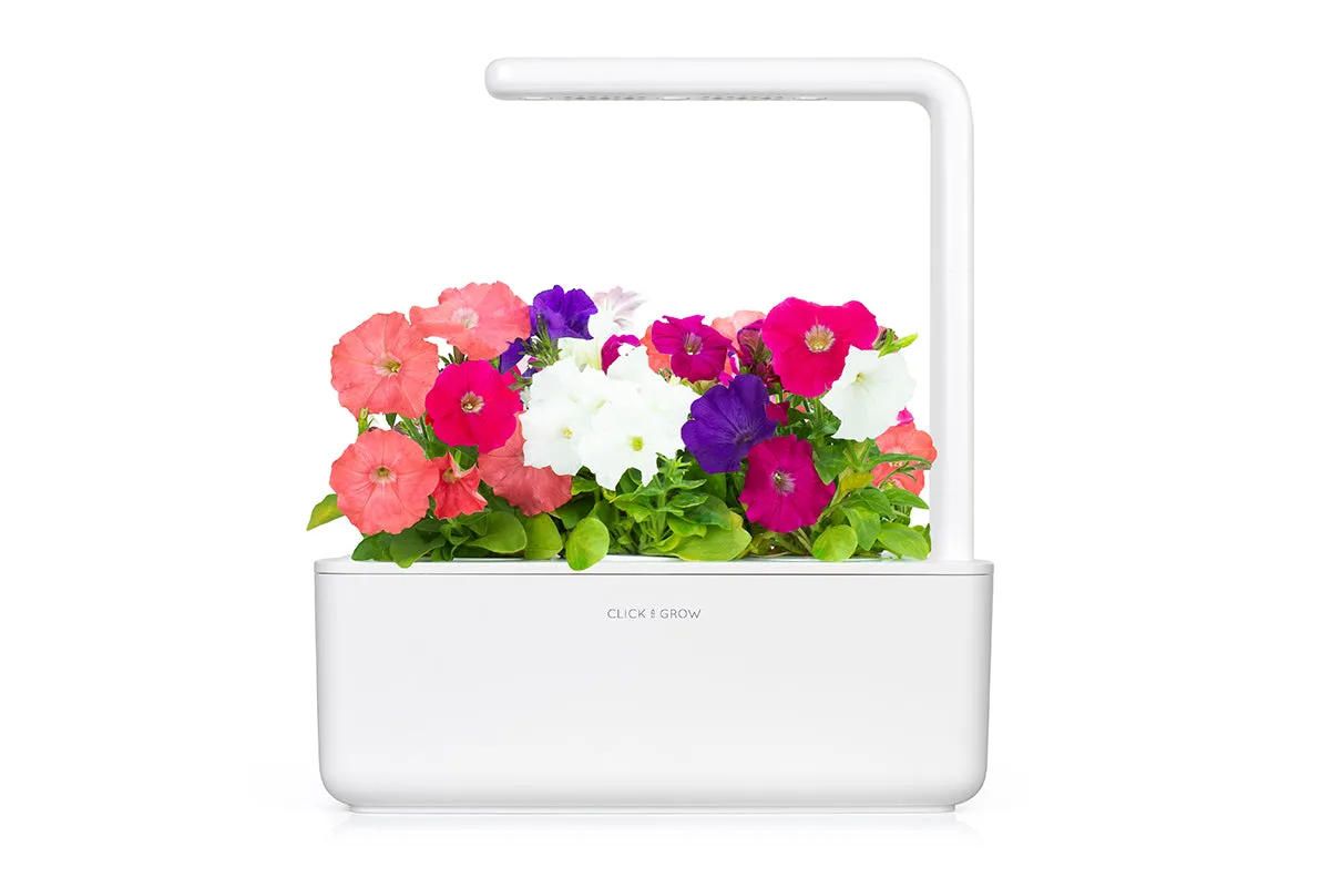 Click and Grow Petunia κάψουλες λουλουδιών 3 τεμ